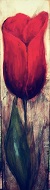 Floral_IMG_9099_050x190